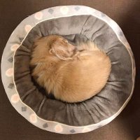 ポクレレコード (@poclairrecord) 's Twitter Profile