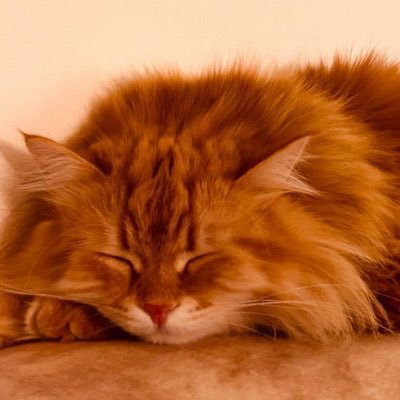 SAbijmil's profile picture. 