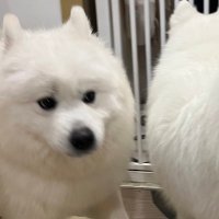 ばばんばばんば (@jagaimo_yur) 's Twitter Profile Photo ばばんばばんば (@jagaimo_yur) 's Twitter Profile Photo