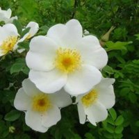 Steven coleman (@stevenccoleman) 's Twitter Profile