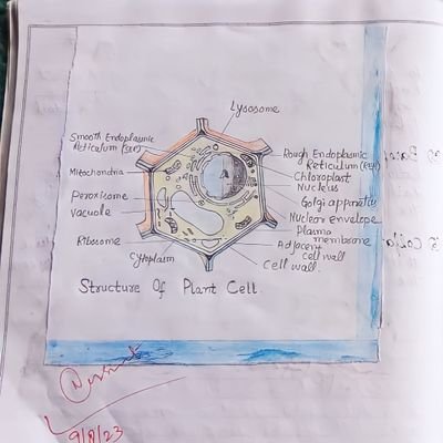 DzMudasi's profile picture. Mentor