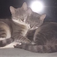 Peppi en Kokki (in voorheen Pjotr's huis) (@nlpjotr) 's Twitter Profile