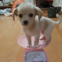 pou (@whqyeols2) 's Twitter Profile Photo