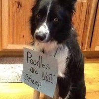 Jeanette (@jadamsprice) 's Twitter Profile