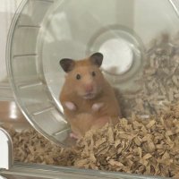 ハムスターver1 (@hamster_ver1) 's Twitter Profile Photo