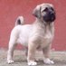 Crecencio Galeana (@crecenciog40461) Twitter profile photo Crecencio Galeana (@crecenciog40461) Twitter profile photo