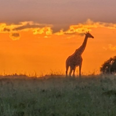 zibywiby's profile picture. Films⚜️Biology⚜️MiamiDolphins