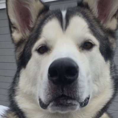 TheGoose1120's profile picture. 