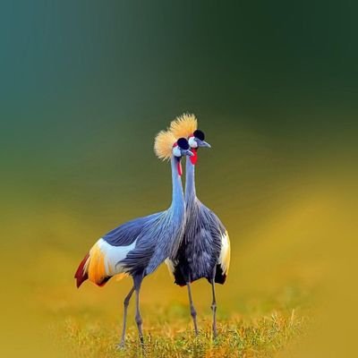 muhammed541232's profile picture. Uganda at heart 🇺🇬