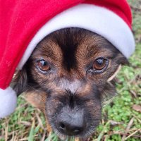 Agnes (@scheckagnes) 's Twitter Profile