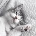 hanka rozrabiaka ≽^• ˕ • ྀི≼ (@n00nchi) Twitter profile photo hanka rozrabiaka ≽^• ˕ • ྀི≼ (@n00nchi) Twitter profile photo