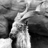 大的Dahmie. (@dahmie4hunid) 's Twitter Profile Photo