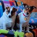 Annie & Karl ๐บ๐ธ (@brendaasher1977) Twitter profile photo Annie & Karl ๐บ๐ธ (@brendaasher1977) Twitter profile photo