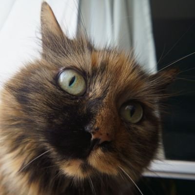 wandernund's profile picture. The Man, the Myth.
Antikommunist, Wanderer, Katzenfreund, Hobbyknipser, professioneller Catnapper, Teil des Problems.