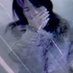 Elle (@elle_arachne) Twitter profile photo Elle (@elle_arachne) Twitter profile photo