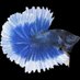 ベタ飼育ガイド (@betta_guide) Twitter profile photo ベタ飼育ガイド (@betta_guide) Twitter profile photo