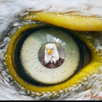 loved, unique, peerless, healed, free, comforted, redeemed, forgiven, crazy, born again by the Holy Spirit🕊daughter of God, Psalm 8:6 👑 love 🇩🇪🇨🇭🇮🇱🇺🇲