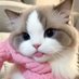 maribug as cats (@nyangnette) Twitter profile photo maribug as cats (@nyangnette) Twitter profile photo