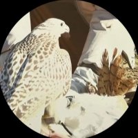 س.م (@sm_mnsuri) 's Twitter Profile