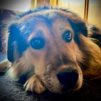 Meerhund 🌊🐶⚓️ (@meerhund) 's Twitter Profile Photo Meerhund 🌊🐶⚓️ (@meerhund) 's Twitter Profile Photo