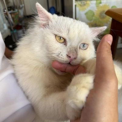 JamesAsakura's profile picture. 