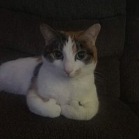 AIneojk (@aineojk) 's Twitter Profile