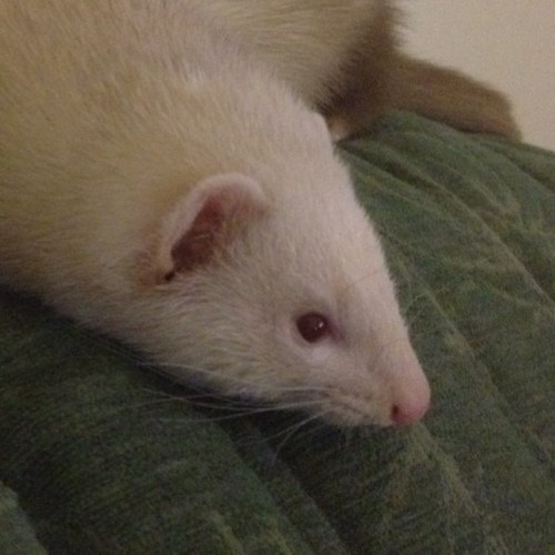 Expressing the feelings of ferrets worldwide - easy life? Think again!