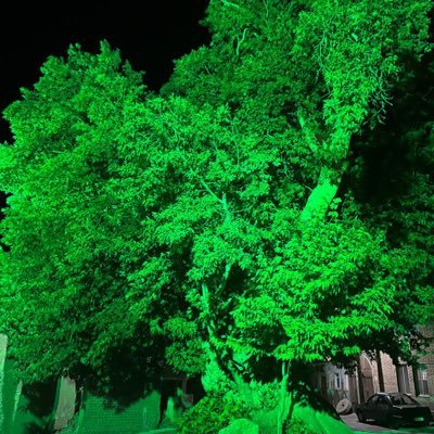 sayedm80's profile picture. 