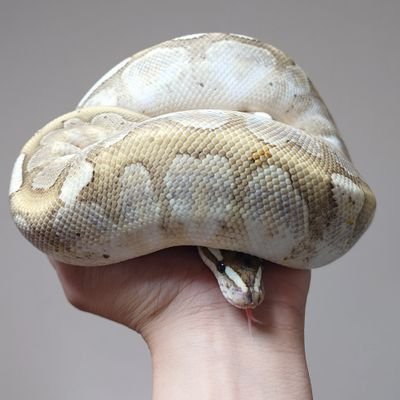 leopard_gecko_9's profile picture. 🐍ボールパイソン×4とまったり暮らしている長野のハチュ垢です(*￣∇￣)ノ