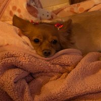 ワグネリアン (@wagnerianwithb) 's Twitter Profile