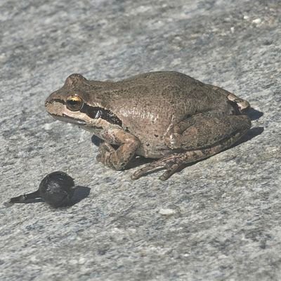 Dj_lasertag's profile picture. Just vibes and SQL ✨                                                                  

                                (yes, I took that picture of the frog🐸)