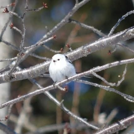 doctrinetopian's profile picture. シマエナガは野鳥なので捕まえることはできません🍀✉🕊
トピア配信用アカウントです
科学系ポストは別垢で
ありがとう(*ˊ˘ˋ*)