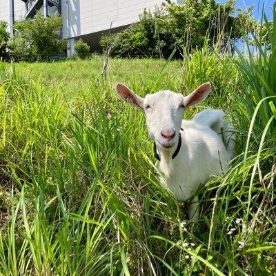 peko410's profile picture. 打楽器奏者です。趣味の自転車は始めて18年♪（ウゴーレーシング） 食べる事、ラジオ、田舎暮らし。