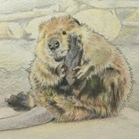 びからった (@vibaotter) 's Twitter Profile Photo びからった (@vibaotter) 's Twitter Profile Photo