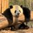 熊貓愛吃 avatar