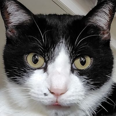 白キジハチワレ猫:オセロット(オセロ姉さん)♀
白キジ猫:チビ太♂
黒トラ白ハチワレ猫:はち♂
三匹の拾われ猫と暮らすゲーム好きなオバサンです😁
此方が怪しいと感じた方は問答無用で即ブロックです