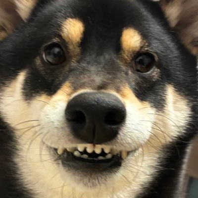 kmkmkmkrkrkr's profile picture. ジェシーくんに求婚し続ける人