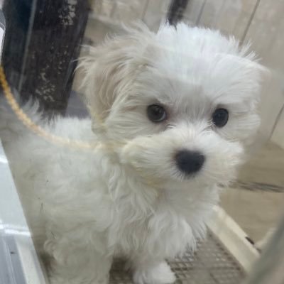 DeguzmanMae's profile picture. 趣味垢専用🫶💕
気ままにつぶやく
 #リカ活
 #ちいかわ
  #シルバニアファミリー
#ゲーム
 #裁縫
 #ラミカ作り
・👾🎮ピュアニスタ/マイリトルファーム/キノコ伝説
キノコ伝説専用ディスコあり