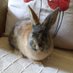 Rupert the Rabbit (@rupertrabbit123) Twitter profile photo Rupert the Rabbit (@rupertrabbit123) Twitter profile photo