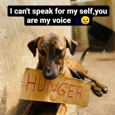 DOGS ARE NOT OUR WHOLE LIFE, BUT THEY MAKE OUR LIVES WHOLE, PLEASE YOU CAN ALSO BE APART IN THEIR LIVES,SUPPORT OUR SHELTER THROUGH THE LINK BIO THANK YOU 🐈🐕
