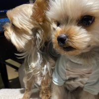 슬리핑라이언 (@aclion9) 's Twitter Profile Photo