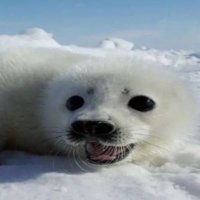 seal girl (@sealnati0n) 's Twitter Profile Photo seal girl (@sealnati0n) 's Twitter Profile Photo