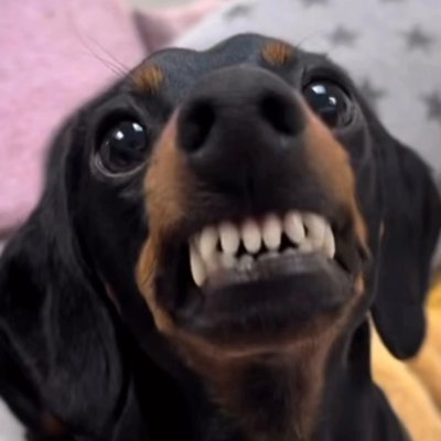 PaolaLumos's profile picture. “Ti-gger... Has... Herpes... ✨FELINE HERPES✨.
The vet slut-shamed him, and it.Made.Him.Sad.”
Se l'avete letta cantando, saremo ottimi amici.