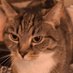 Your local cat lady (@im_in_ur1walls) Twitter profile photo Your local cat lady (@im_in_ur1walls) Twitter profile photo