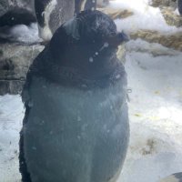 Daiki (@techwhale666) 's Twitter Profile