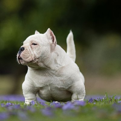 BULLYWEBTV's profile picture. Your leading Media for all your Bully Breed videos & photos !