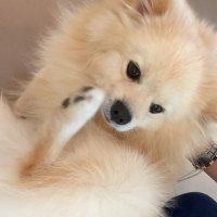 b.muoop commission: open (@bibimoop) 's Twitter Profile