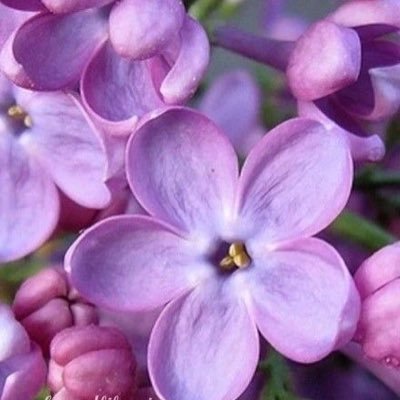 sandersonialili's profile picture. 