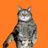 soom_n_a's profile picture. Researcher at Biometrics Research Laboratories @NEC / ex-intern: https://t.co/BVbADOJLqr, @PreferredNet, @IDAJ_CAE / ビール / キャンプ / プロフィールはGithub