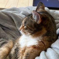 Florida Kat (@karentstaug) 's Twitter Profile